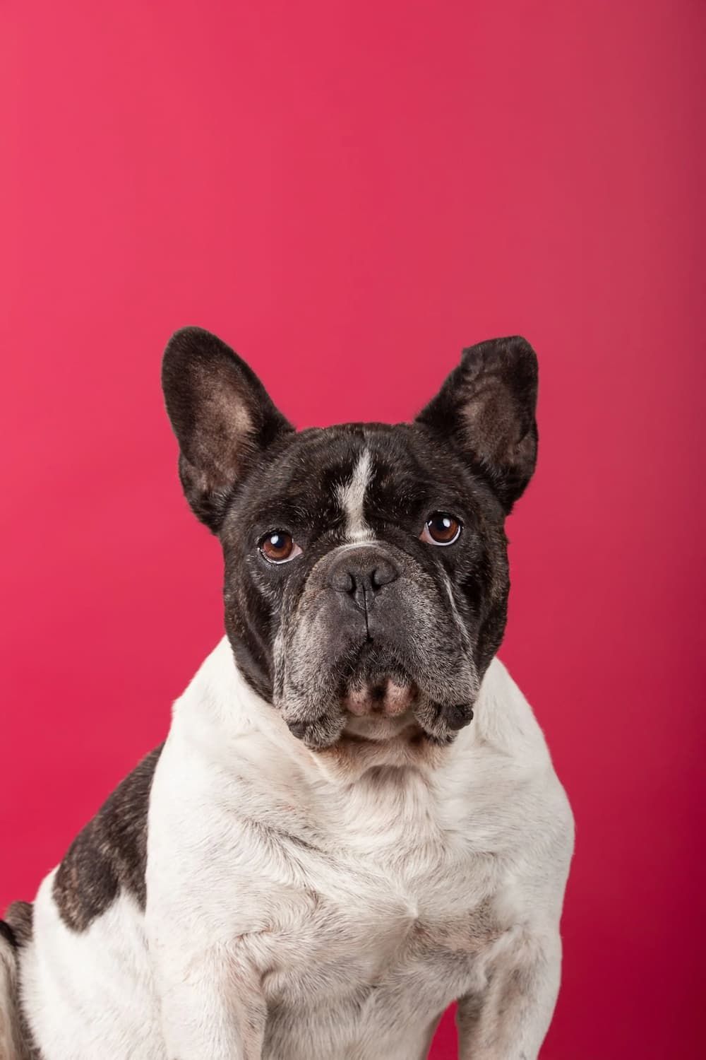 A French Bulldog Sitting Down in In-front of a Red Background — Hungry Dog Pet Supplies in Deeragun, QLD
