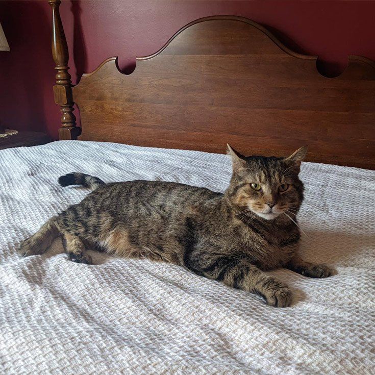 Cat On A Bed — Stephens City, VA — Professional Pet Trackers
