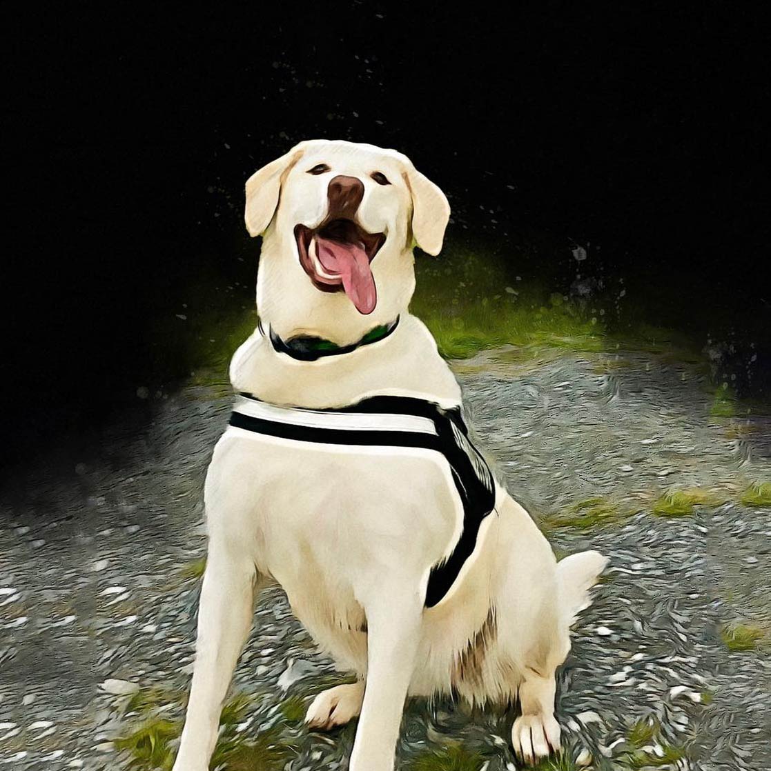 White Dog — Stephens City, VA — Professional Pet Trackers