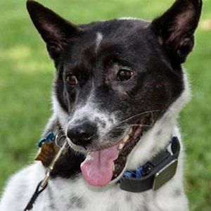 Pickles The Dog — Stephens City, VA — Professional Pet Trackers