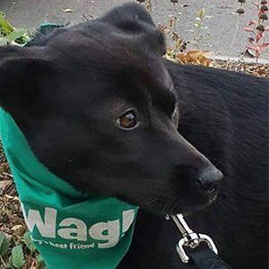 Cute Black Dog — Stephens City, VA — Professional Pet Trackers