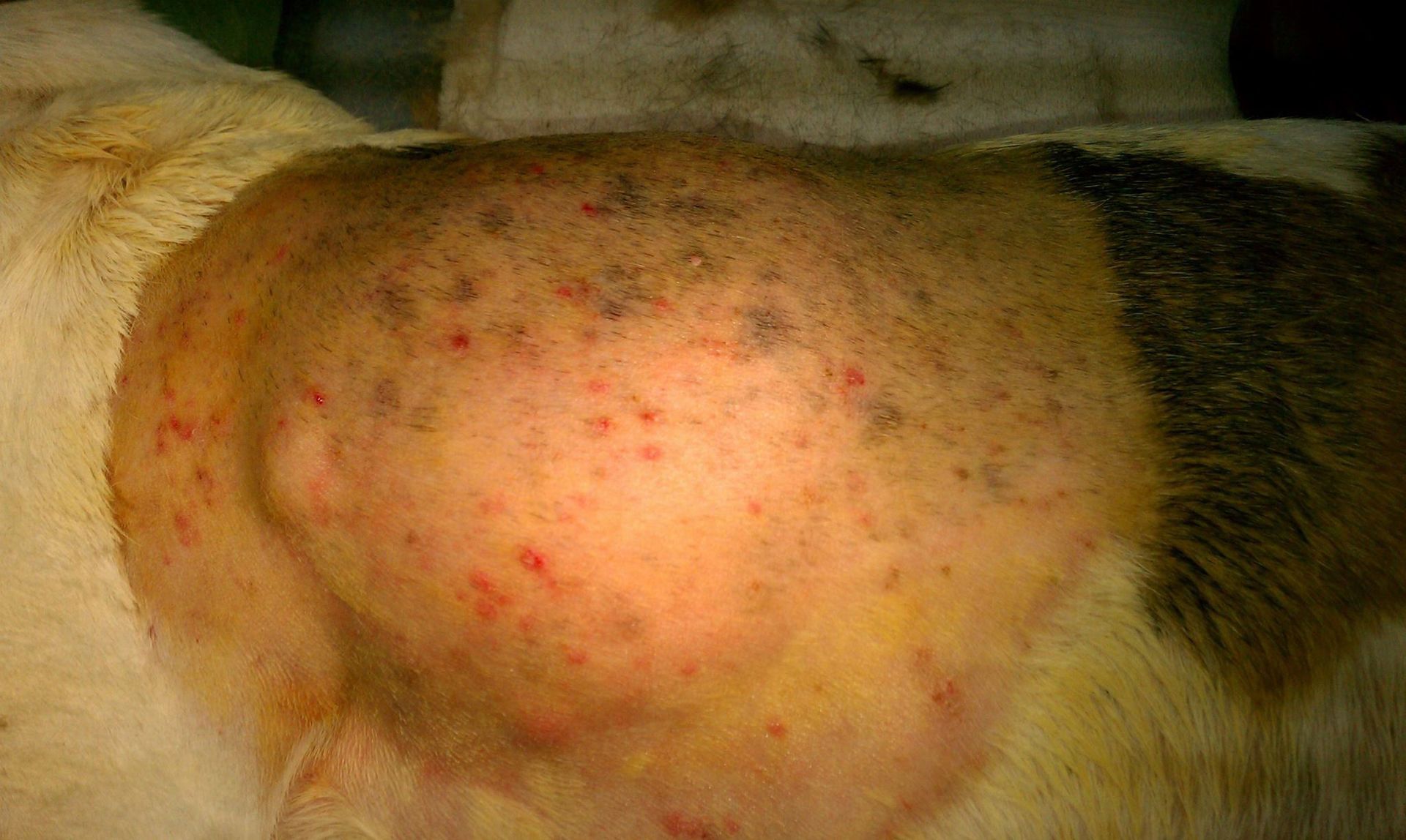 A close up of a dog 's back with a large bump on it.