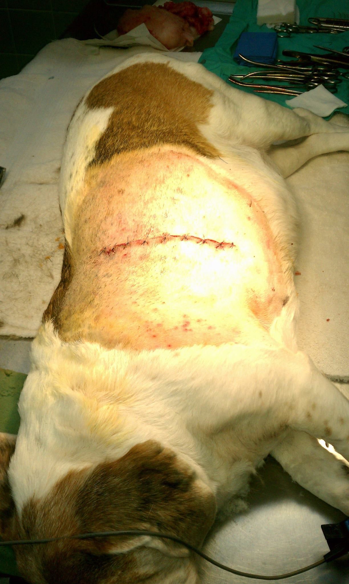 A brown and white dog is laying on a table in an operating room.