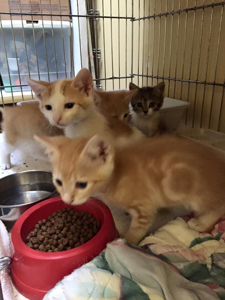 Three kittens are eating from a red bowl of food in a cage.