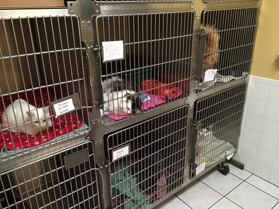 A row of cages with cats in them in a room.