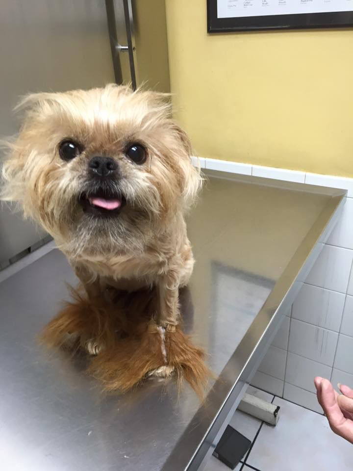 A small brown dog is sitting on a stainless steel table.