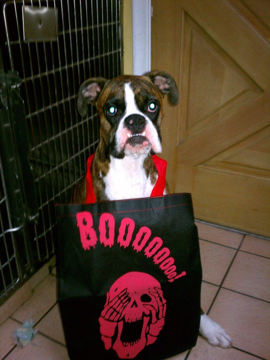 A dog wearing a red shirt is holding a black bag that says boo00000.