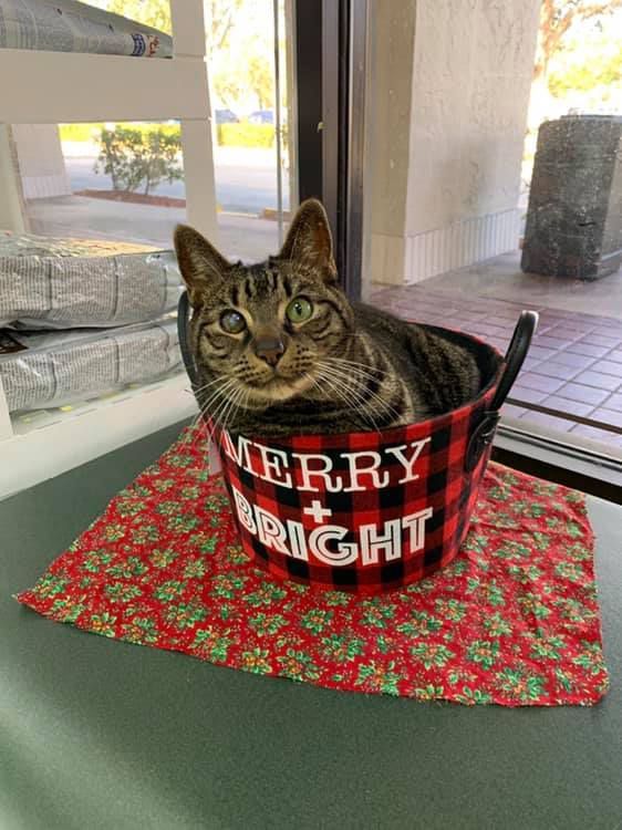 A cat is sitting in a bucket that says merry and bright.
