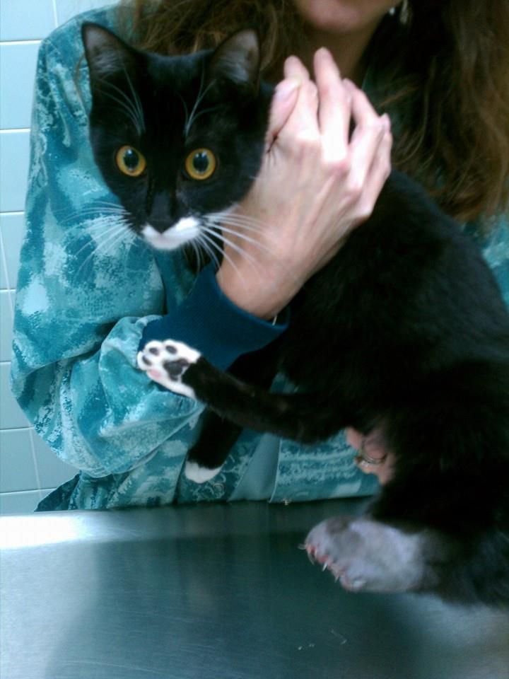 A woman is holding a black cat with white paws.