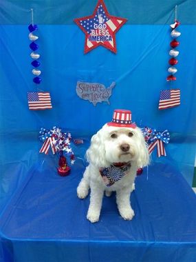 A small white dog wearing a red white and blue hat.