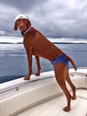 A dog wearing swim trunks and a speedo hat is standing on a boat.