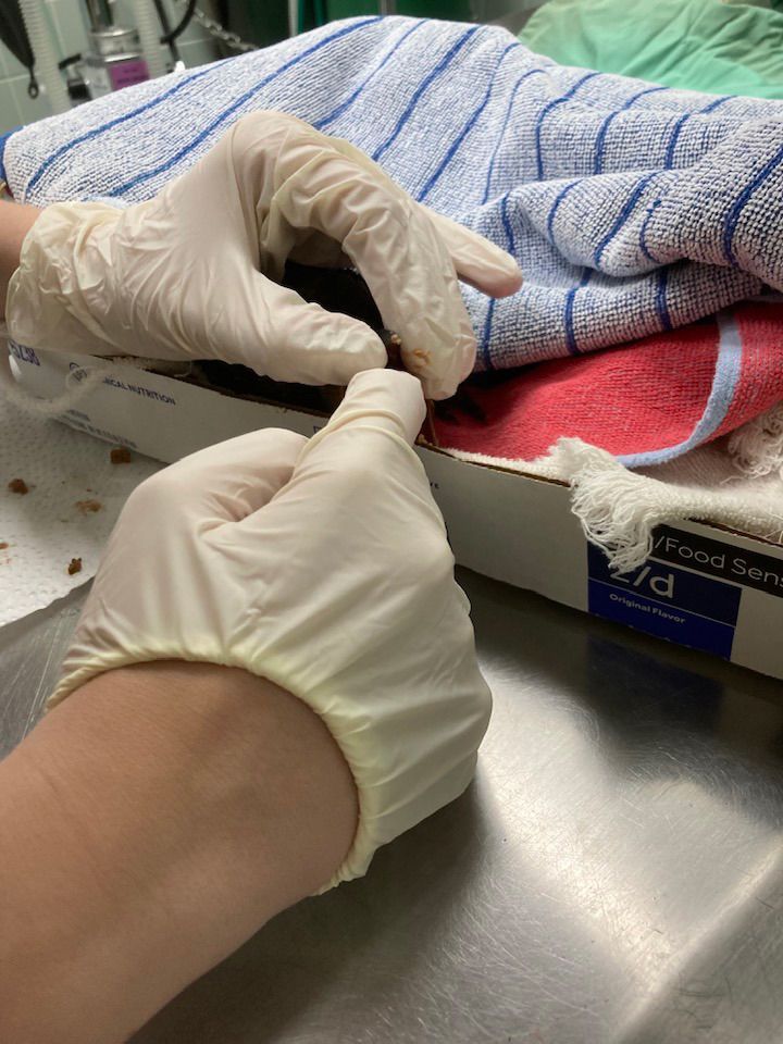 A person wearing gloves is holding a towel on a table.