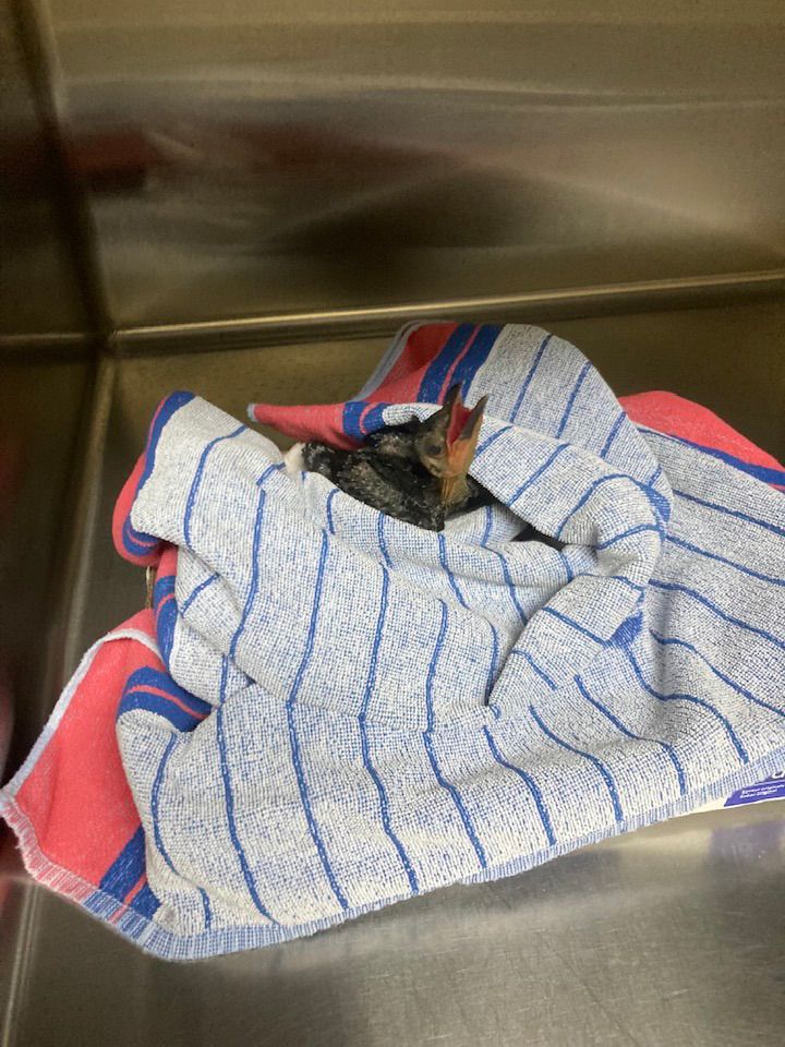 A bat is wrapped in a towel on a table.