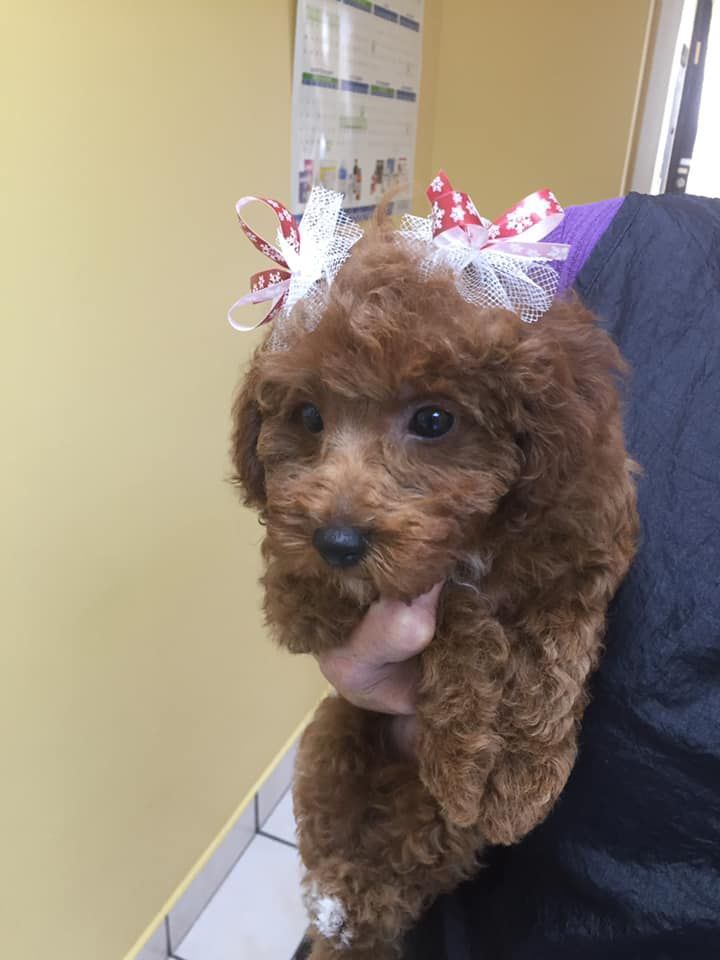 A person is holding a small brown poodle wearing a party hat.