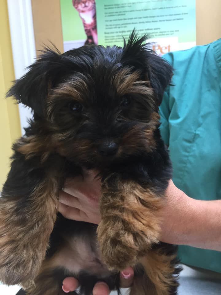 A person is holding a small black and brown dog.