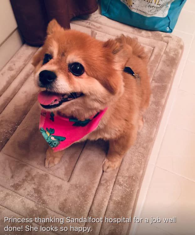 A small brown dog wearing a pink bandana is sitting on a rug.