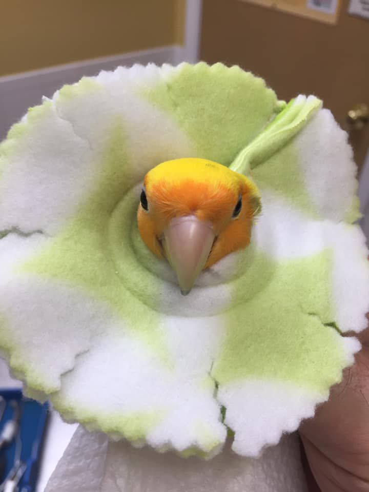A person is holding a small bird in a green and white flower.