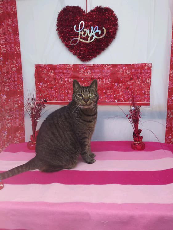A cat is sitting on a bed in front of a heart that says love.