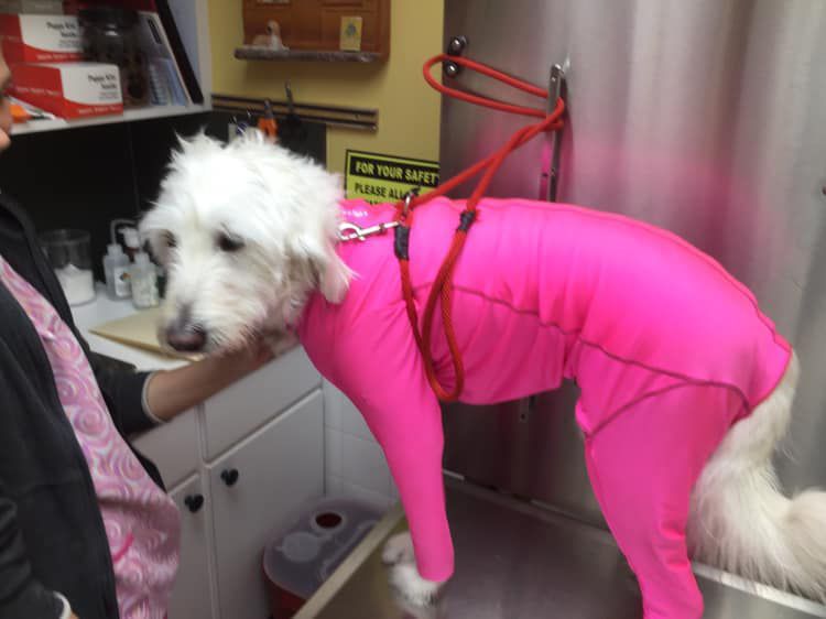 A white dog is wearing a bright pink outfit.