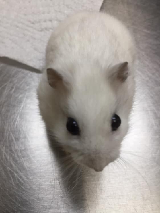 A white hamster is sitting on a metal table and looking at the camera.