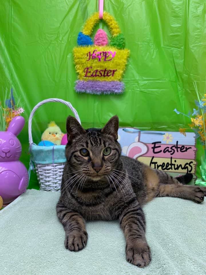 A cat is laying on a bed in front of an easter decoration.