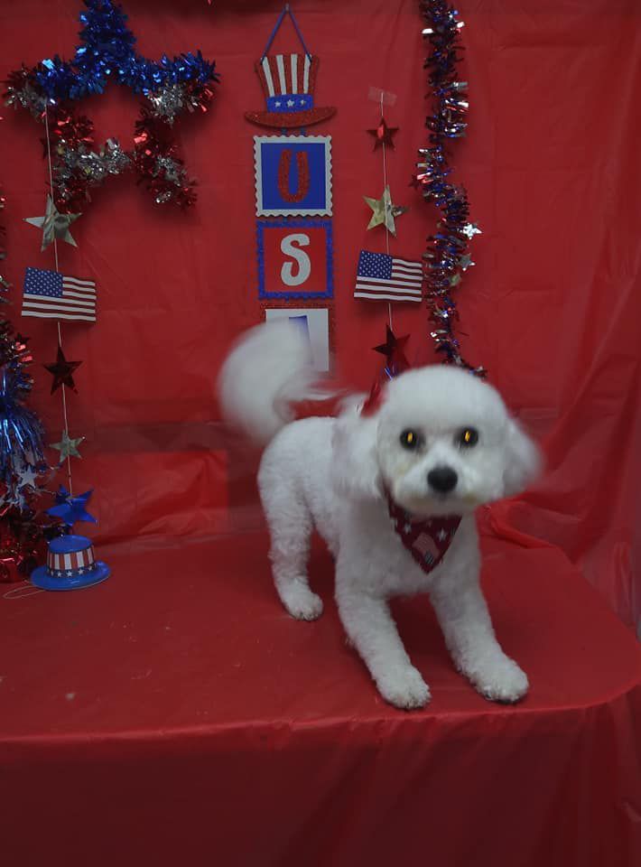 A small white dog is standing on a red table.