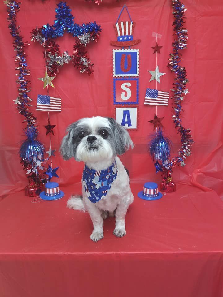 A small dog is sitting on a red table with patriotic decorations.