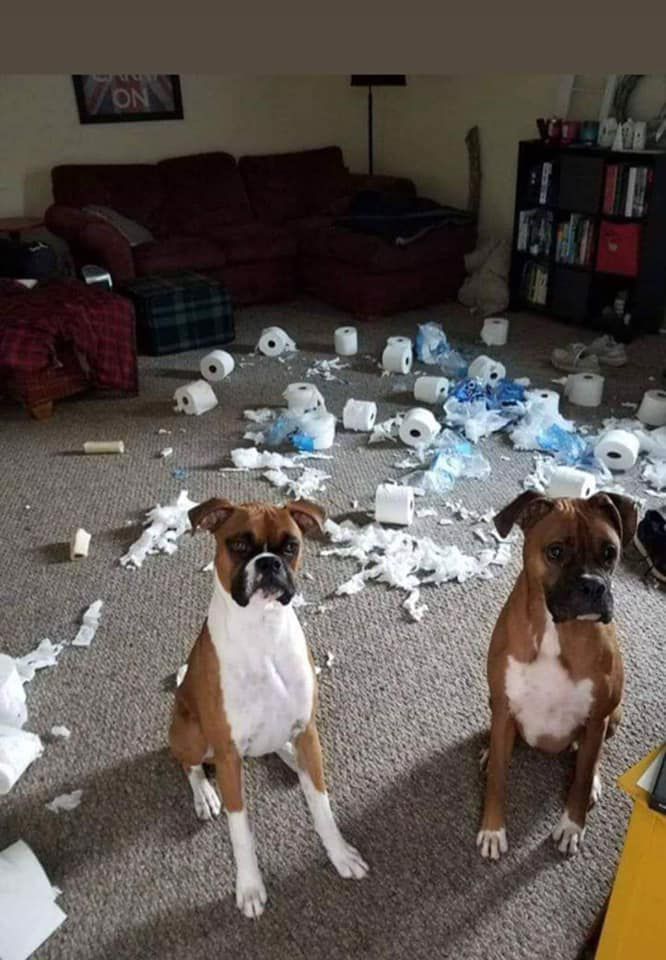 Two boxer dogs are sitting in a living room covered in toilet paper.