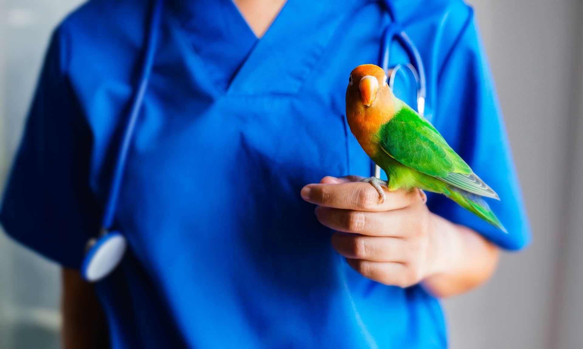 A close-up of a veterinarian holding a lovebird parrot at an animal clinic