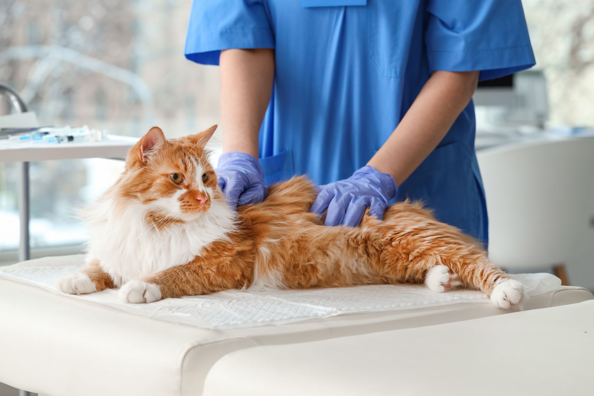 A close-up of a veterinarian in blue gloves administering drops to a cat’s nose.