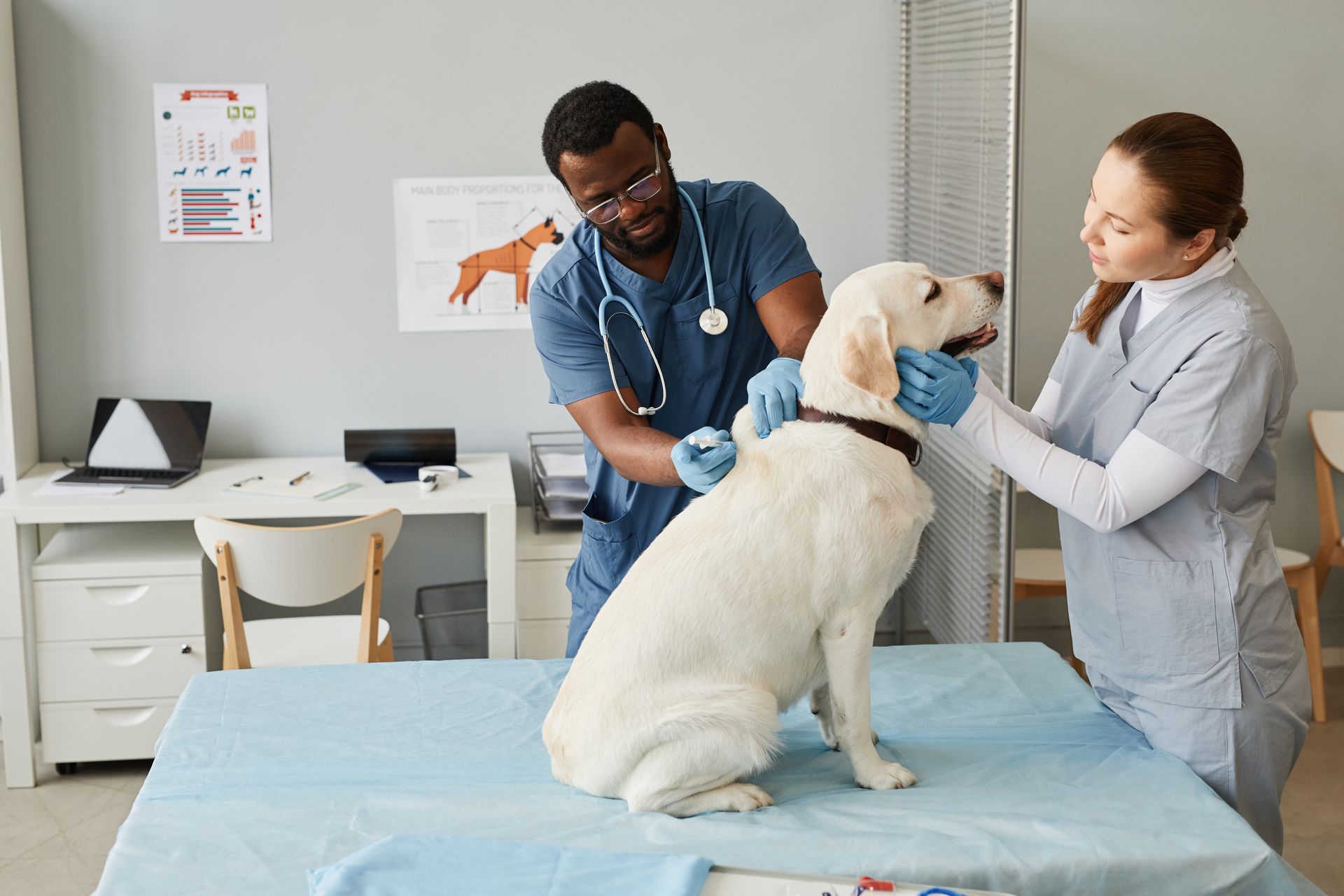 Young nurse in medical scrubs and gloves looking at labrador. Young nurse in medical scrubs and gloves looking at labrador.
