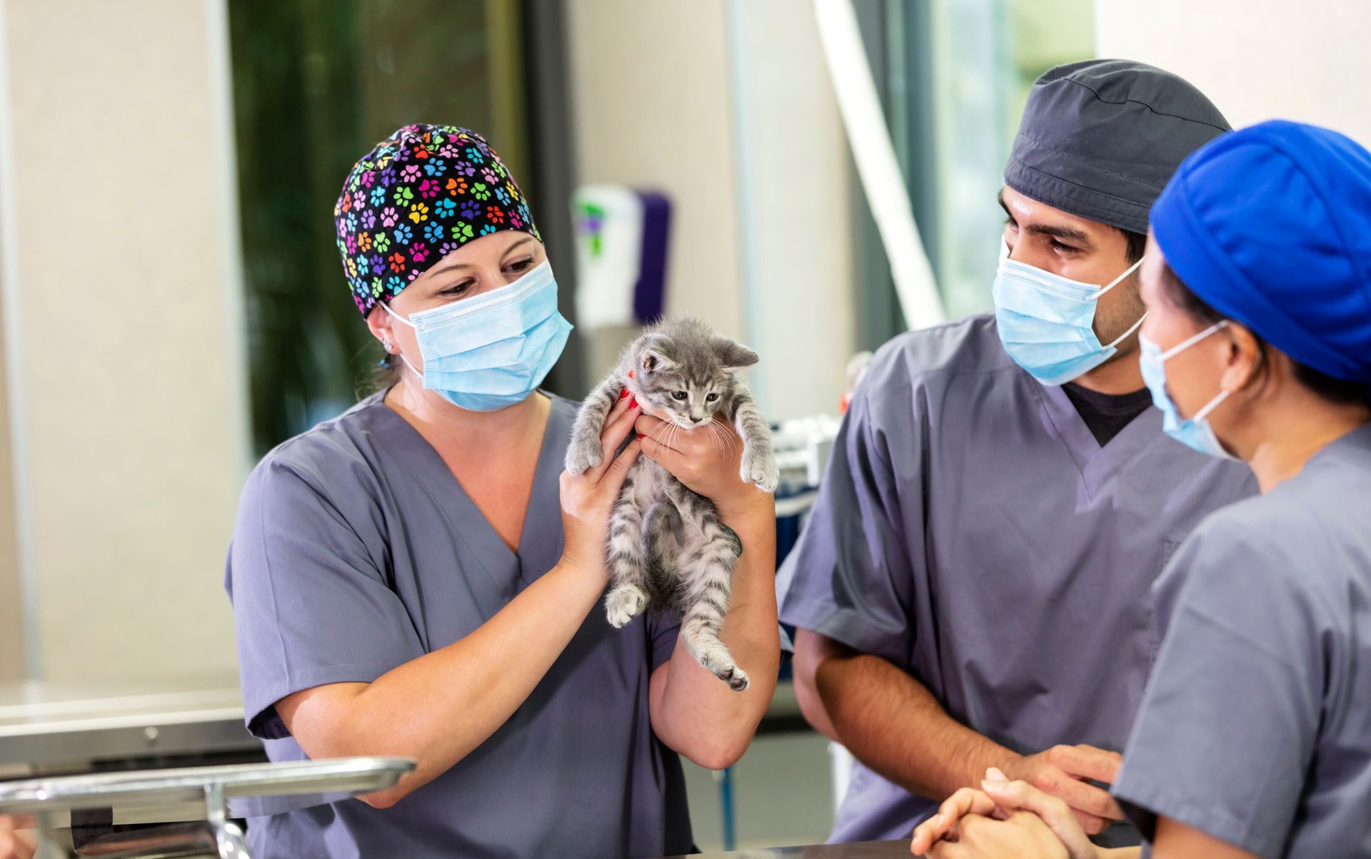 Veterinarians at an animal hospital prepare a cat for surgery. Veterinarians at an animal hospital prepare a cat for surgery.