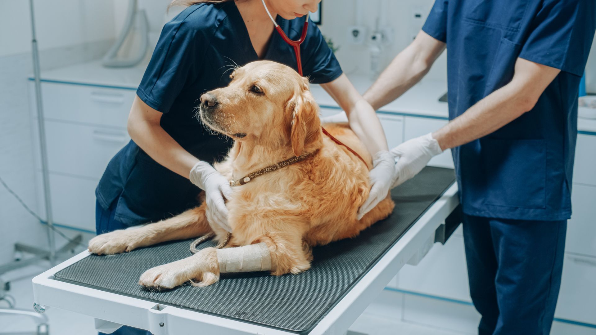 Two veterinarians in blue uniforms, performing veterinary services, inspecting a golden retriever.