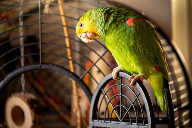 A woman is grooming a small dog in a grooming salon.
