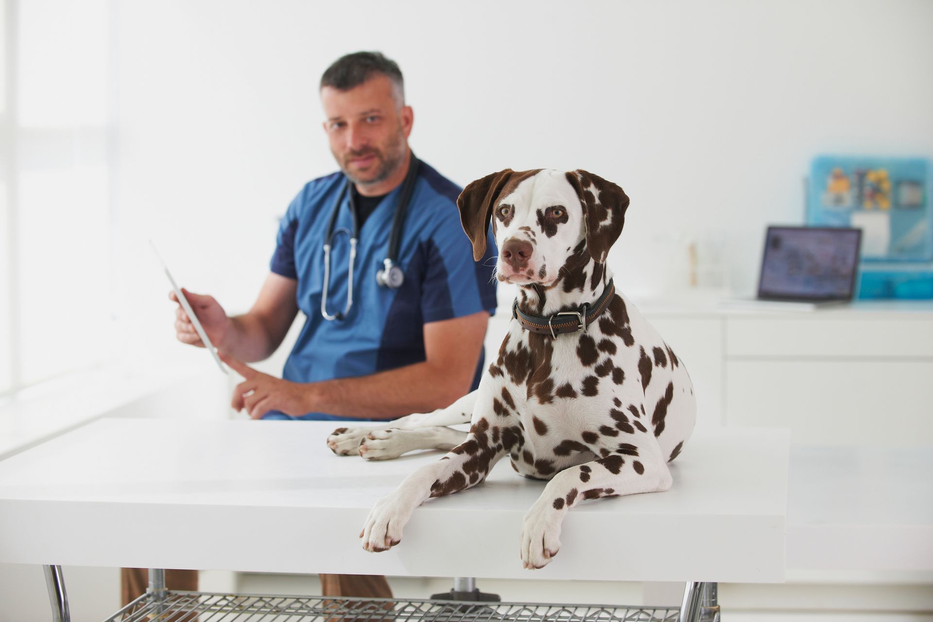 A male veterinarian with a dog and using a digital tablet. A male veterinarian with a dog and using a digital tablet.