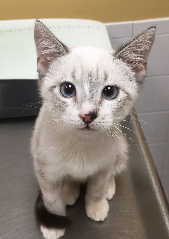 A white cat with blue eyes is sitting on a metal table.