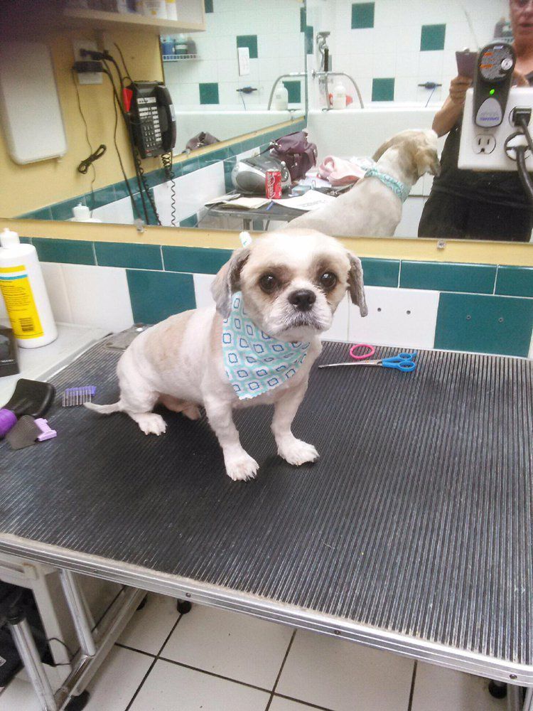 A small dog is sitting on a grooming table in front of a mirror.