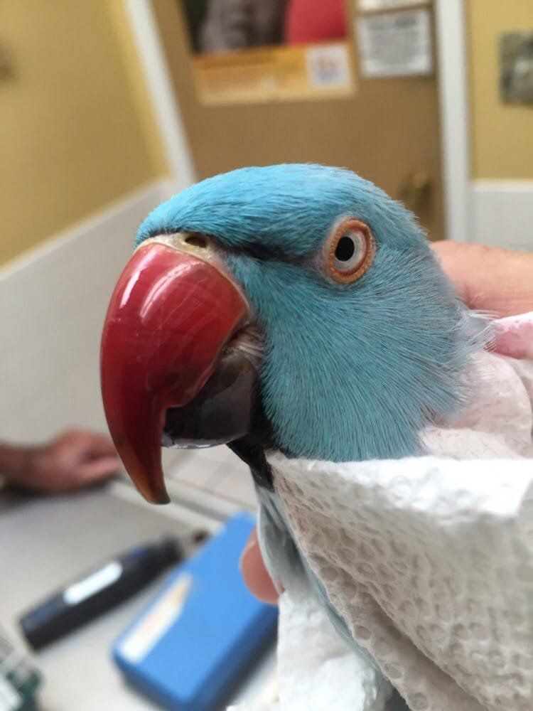 A person is holding a blue parrot with a red beak.