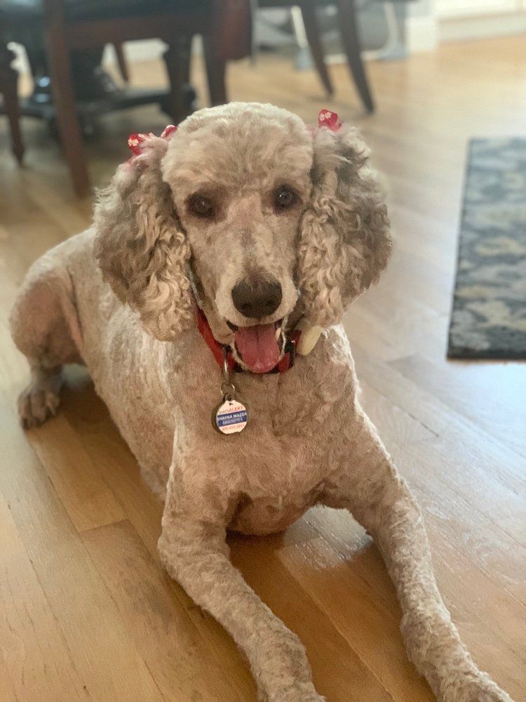 A white poodle is laying on a wooden floor in a living room.