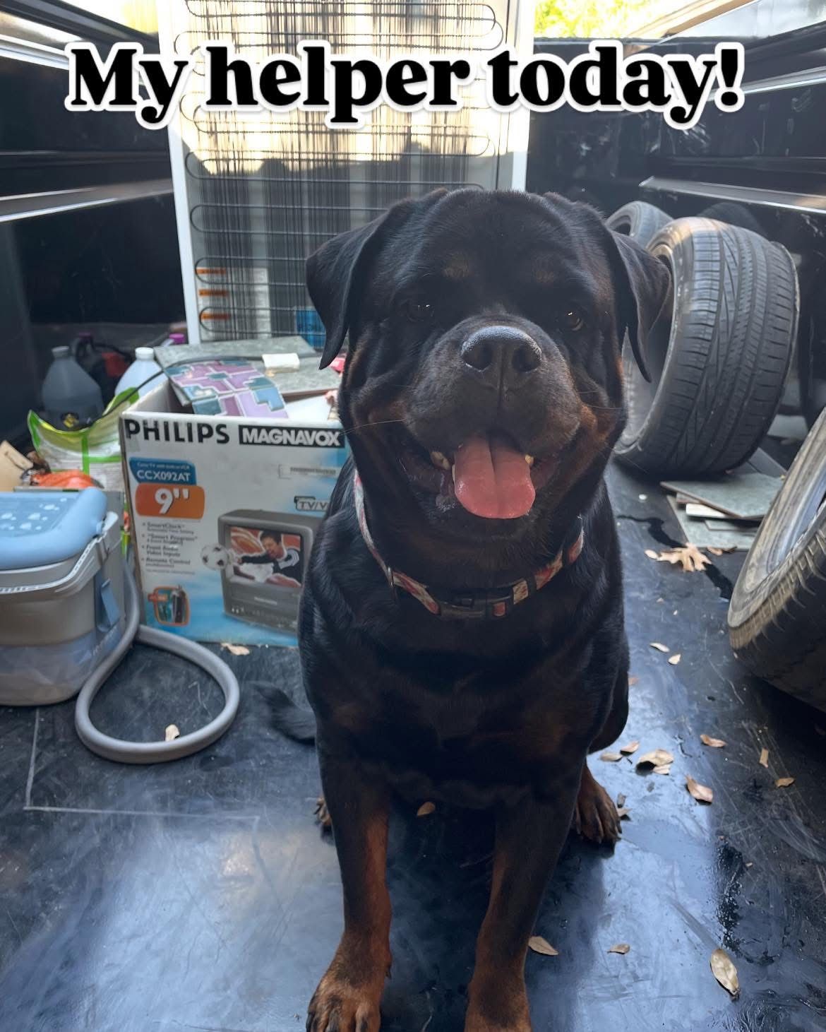 A dog is sitting in the back of a truck with the words my helper today