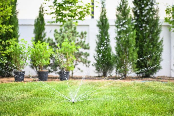 Sprinkler watering a green lawn in a landscaped yard with shrubs and tall trees in the background