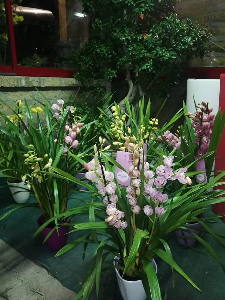 orchidee fiorite