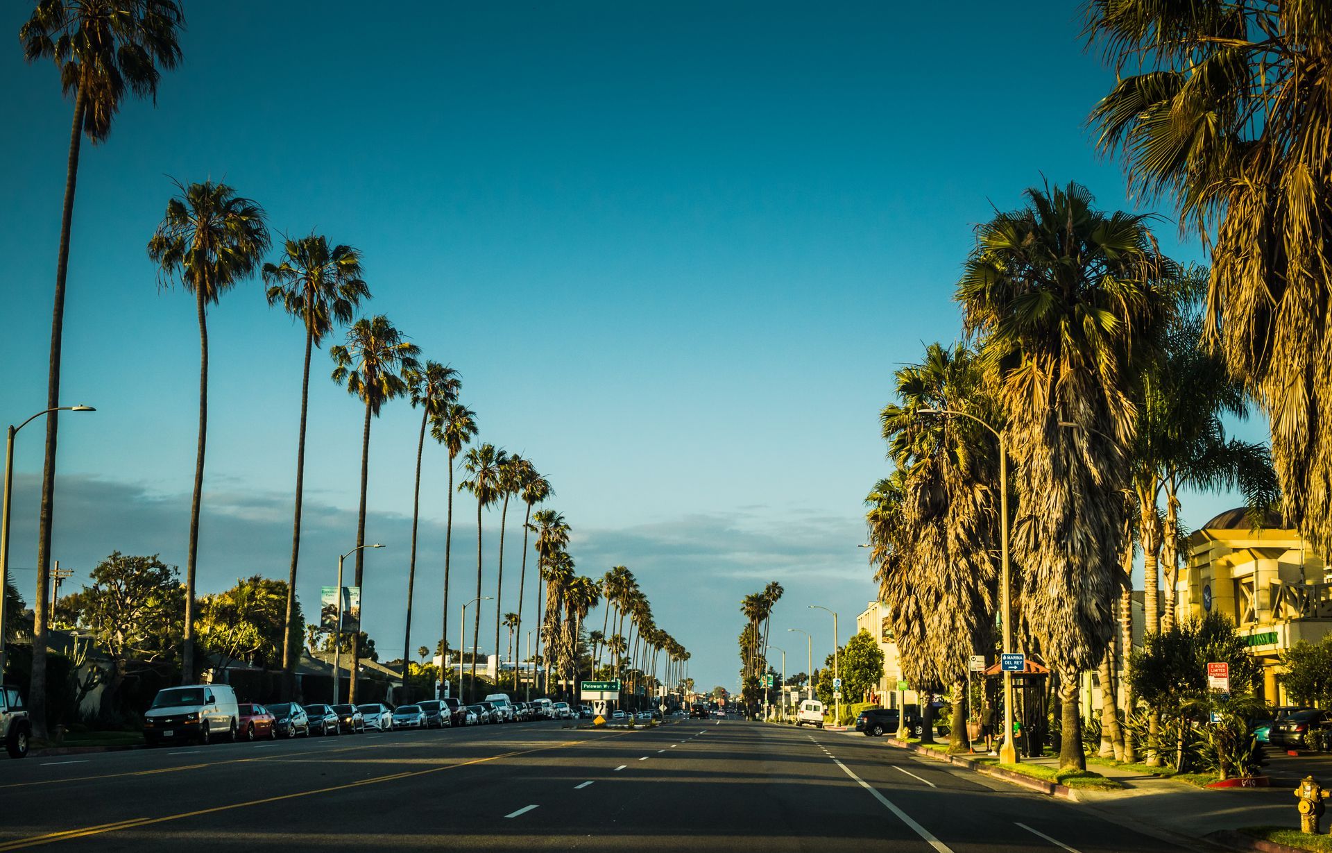 A row of palm trees line the side of a city street.