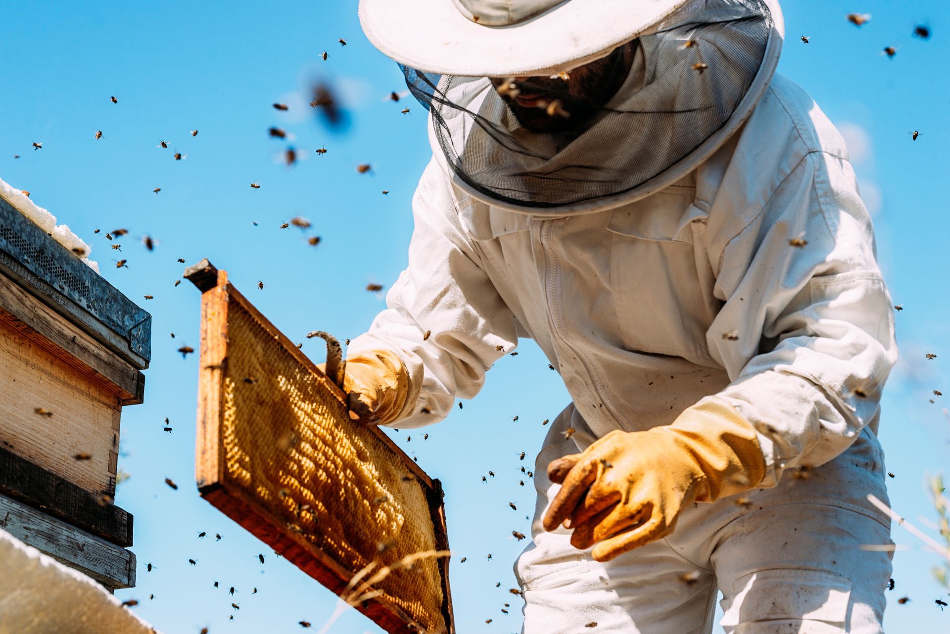 Beekeeper in protective suit examines honeycomb frame outdoors, surrounded by flying bees.