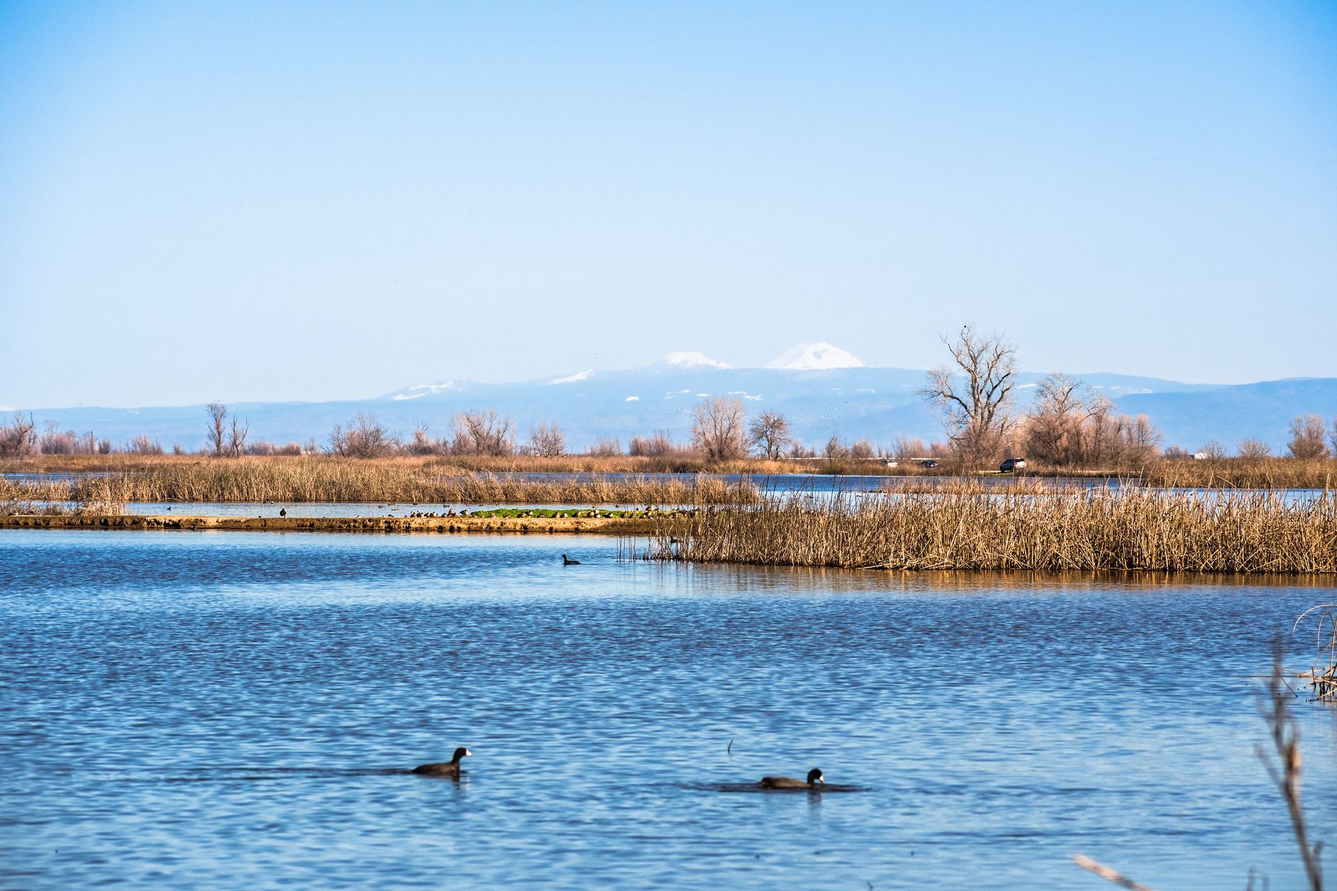 Two ducks are swimming in a lake with mountains in the background.