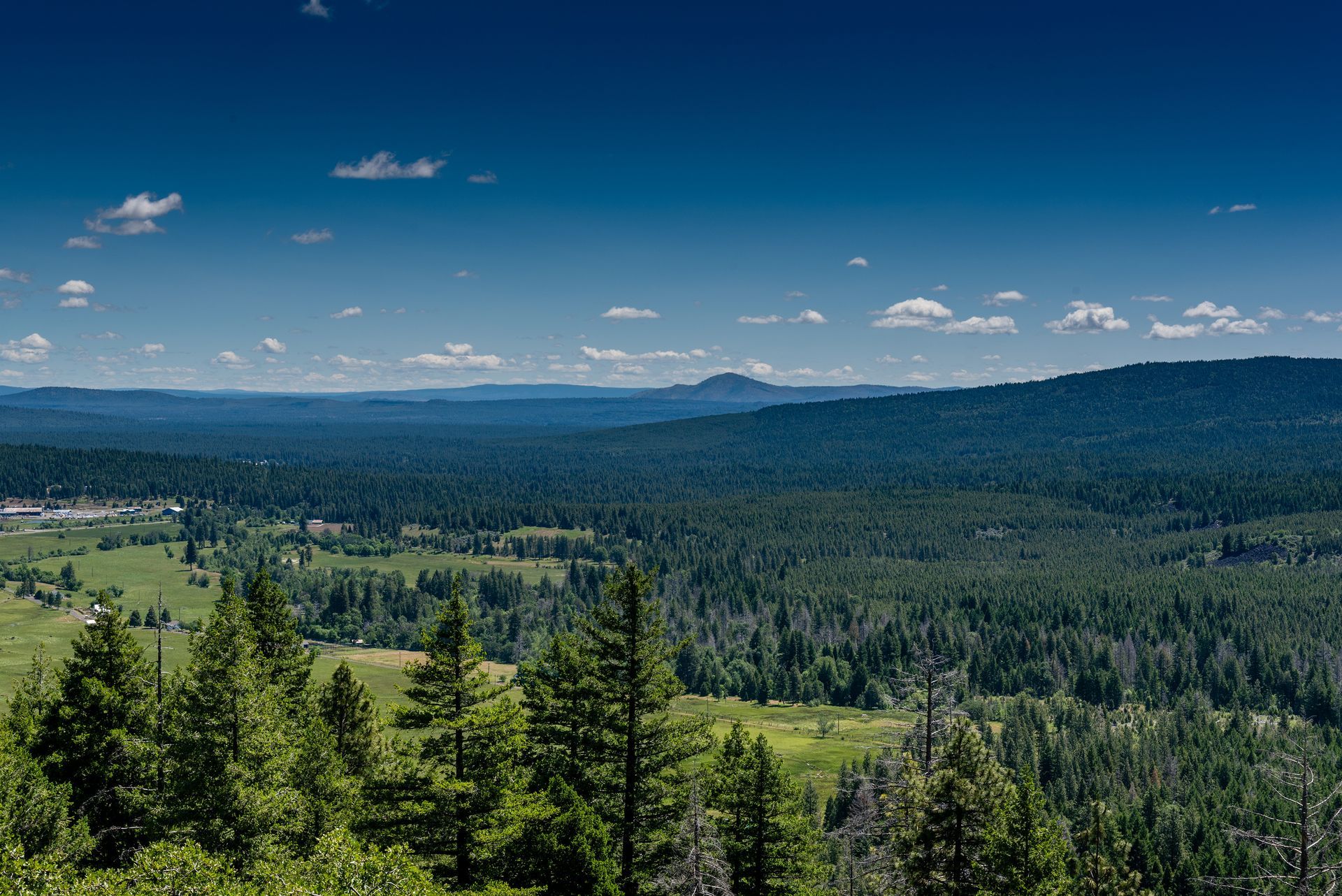A view of a lush green forest with mountains in the background on a sunny day.