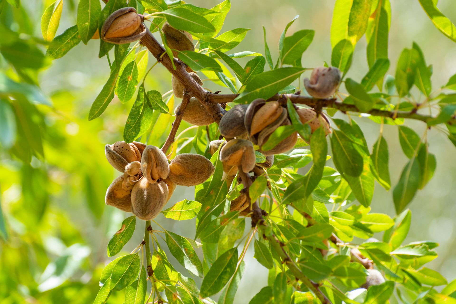 Almonds are growing on a tree branch with green leaves.