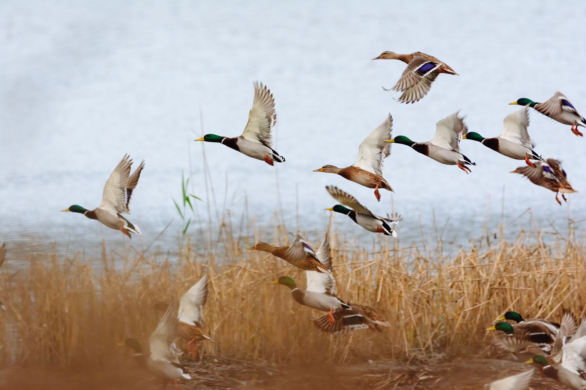 Mallard ducks taking flight from a marsh, some flying, some still on the ground.