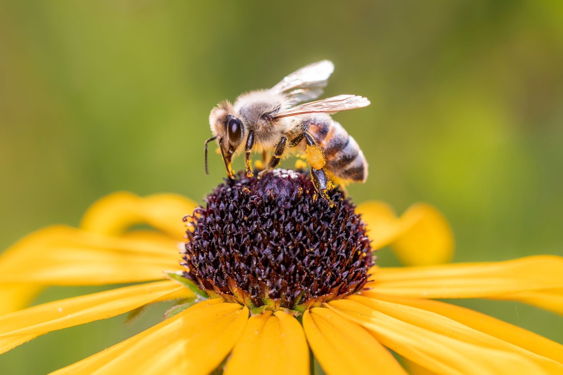 A bee is sitting on top of a yellow flower.