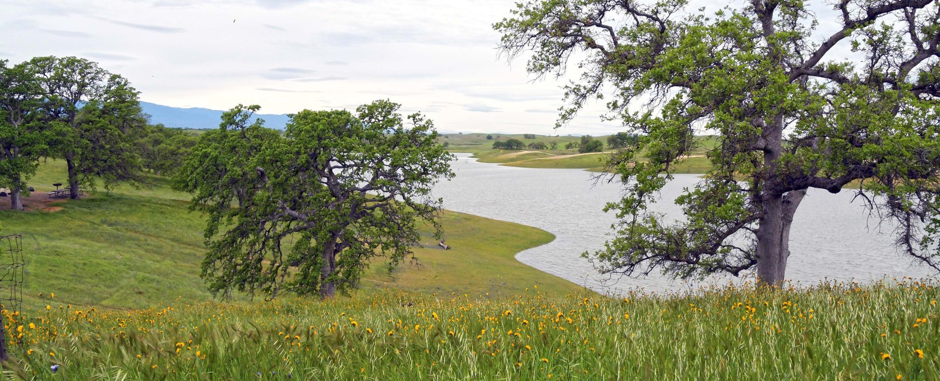 A large body of water surrounded by trees and grass.
